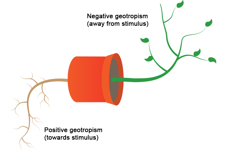 Image of a plant both the roots and the stem showing positive and negative tropism to gravity